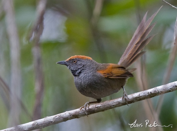 Spix’s Spinetail